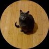 catcat007